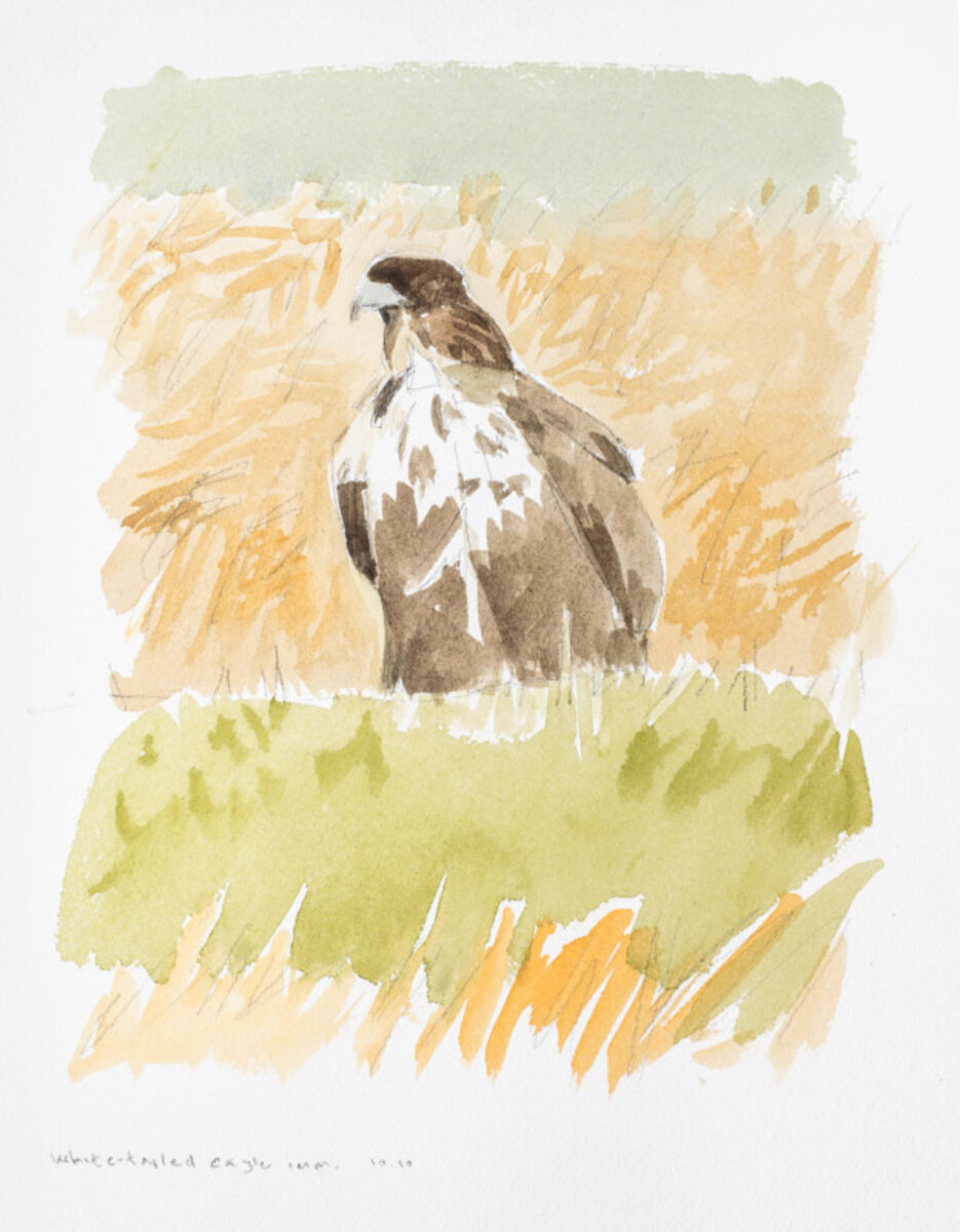 Sea Eagle | Society of Wildlife Artists