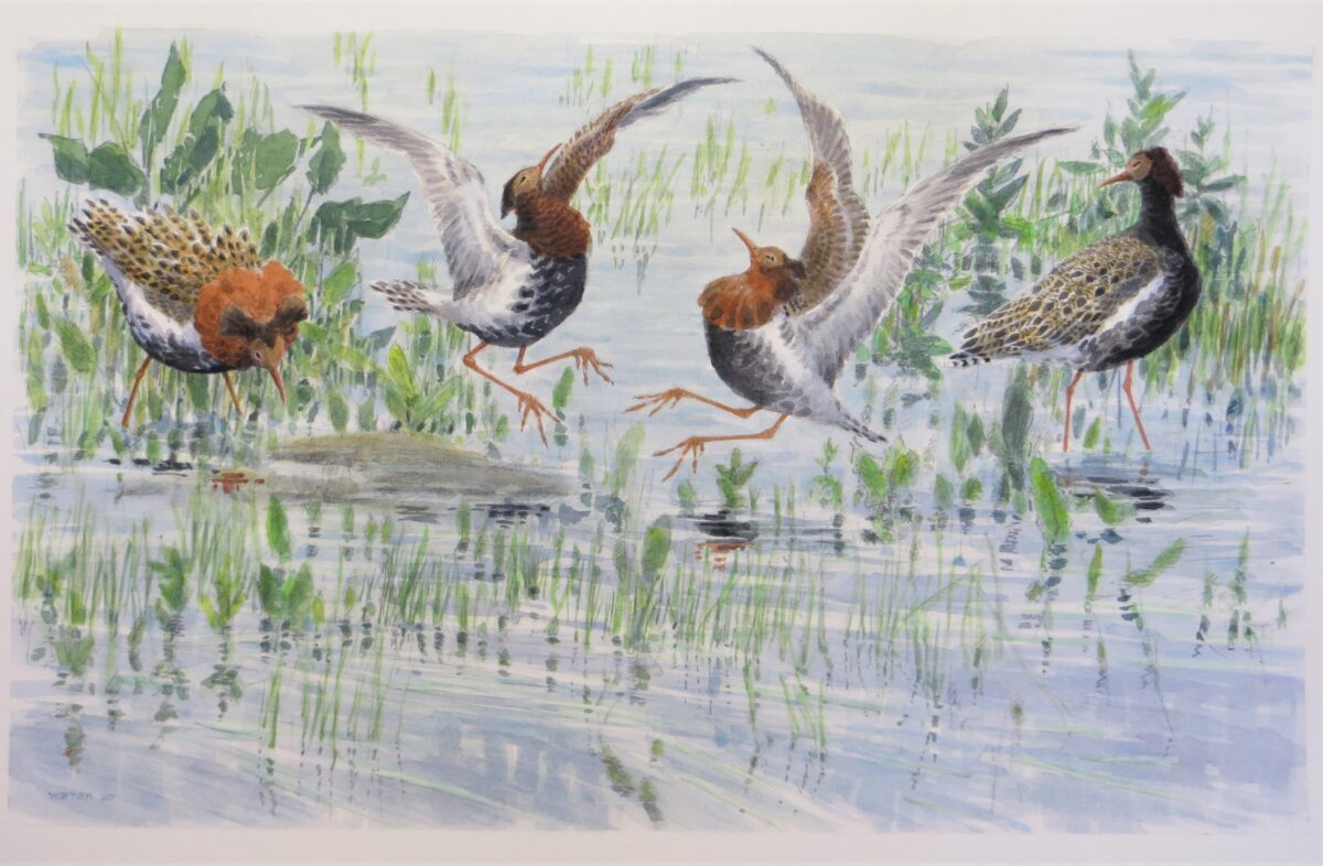 Artwork image titled: Ruffs