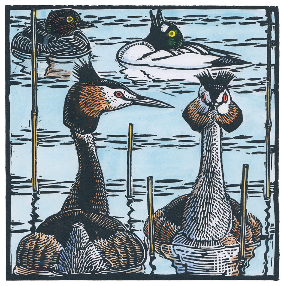 Artwork image titled: Grebe and Goldeneye