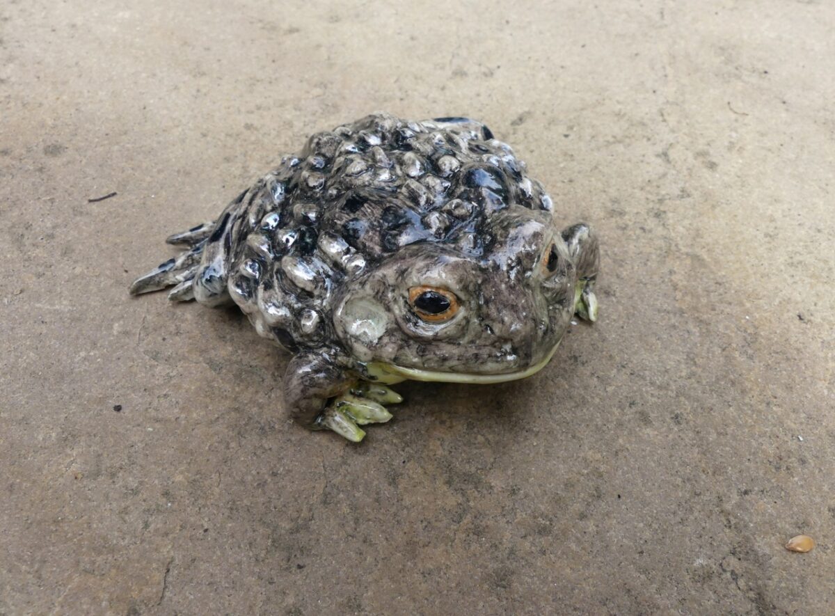 Artwork image titled: American Bullfrog