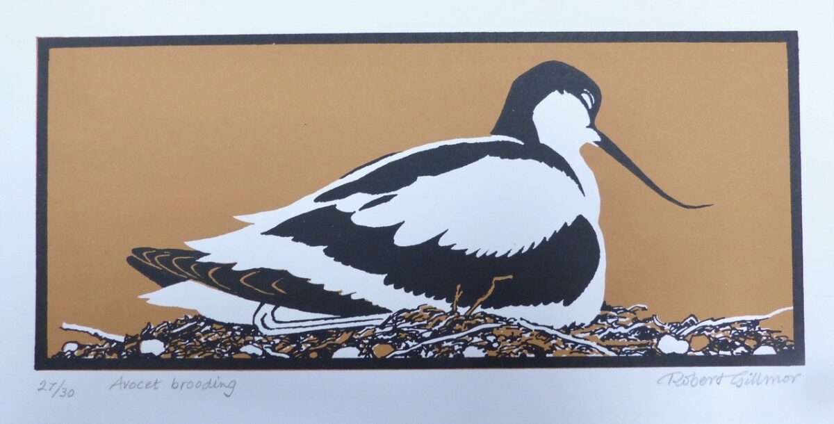 Artwork image titled: Avocet Brooding