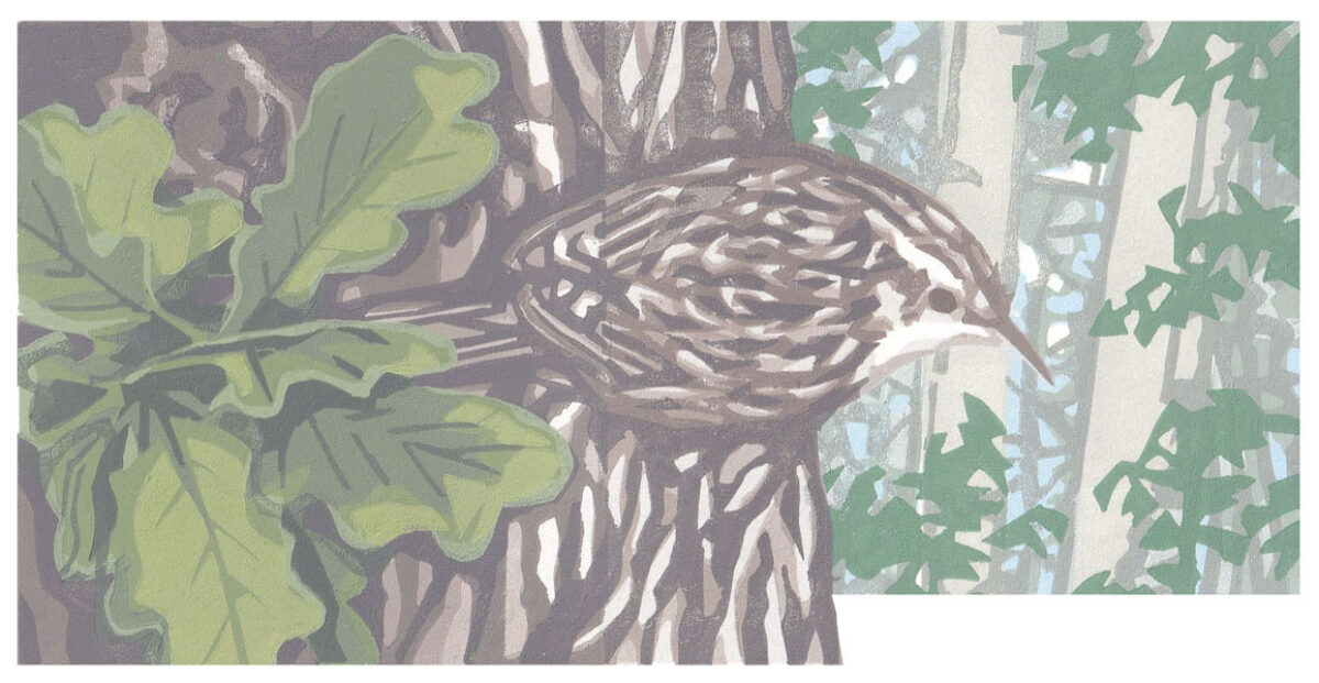 Artwork image titled: Treecreeper