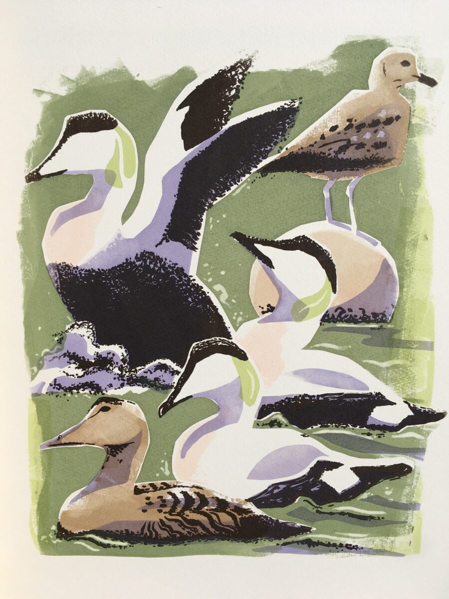 Artwork image titled: Eider Display