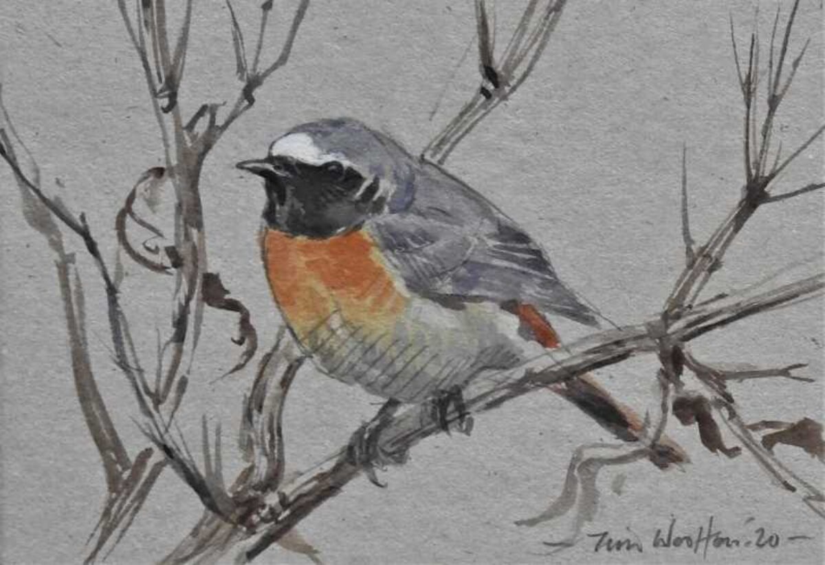 Artwork image titled: Redstart