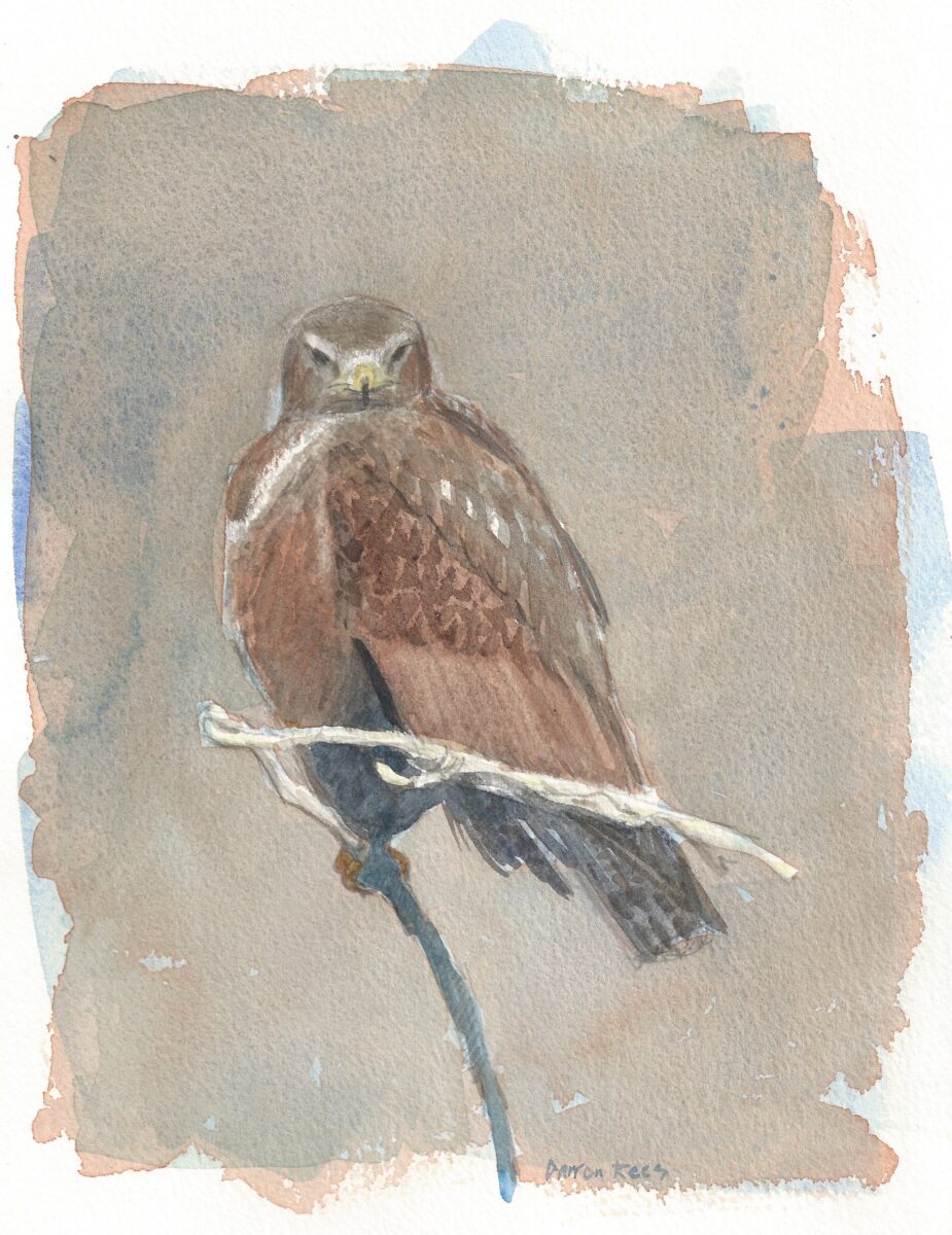 Artwork image titled: Buzzard Study
