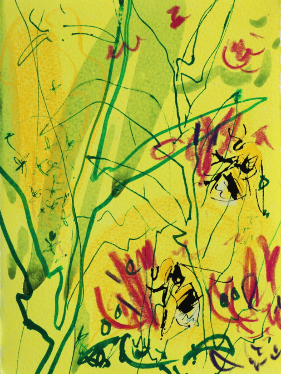 Artwork image titled: White tailed Bumble Bee and Knapweed 6