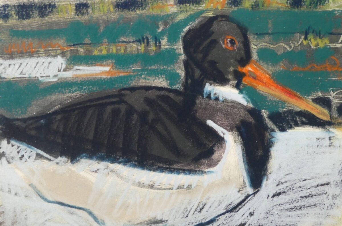 Artwork image titled: Oystercatcher