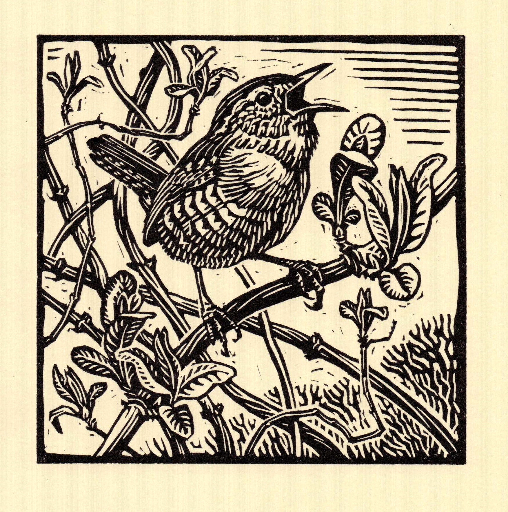   Wren, lino cut