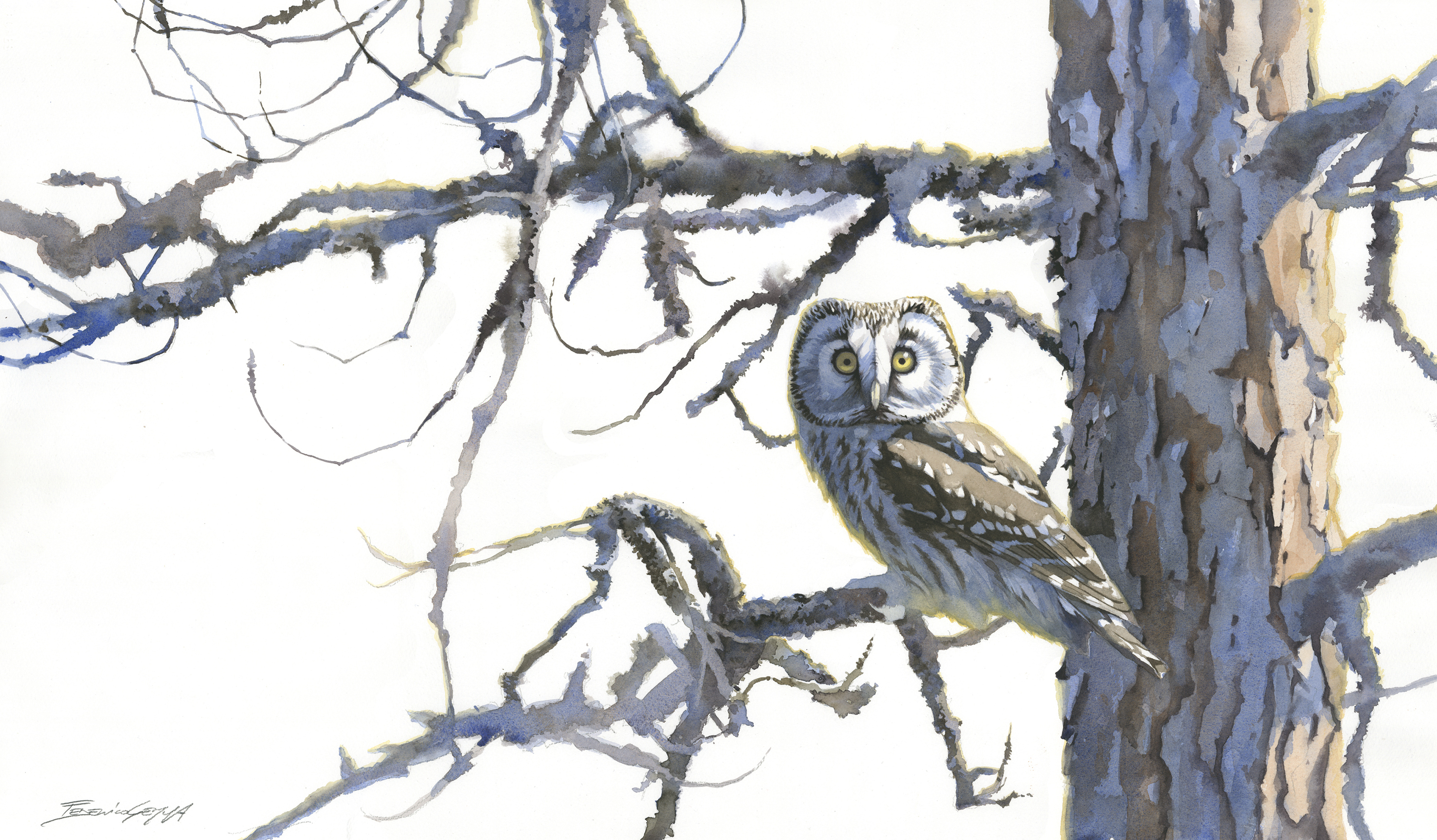   Tengmalm's Owl, Finland, Watercolour, 58 x 89 cm