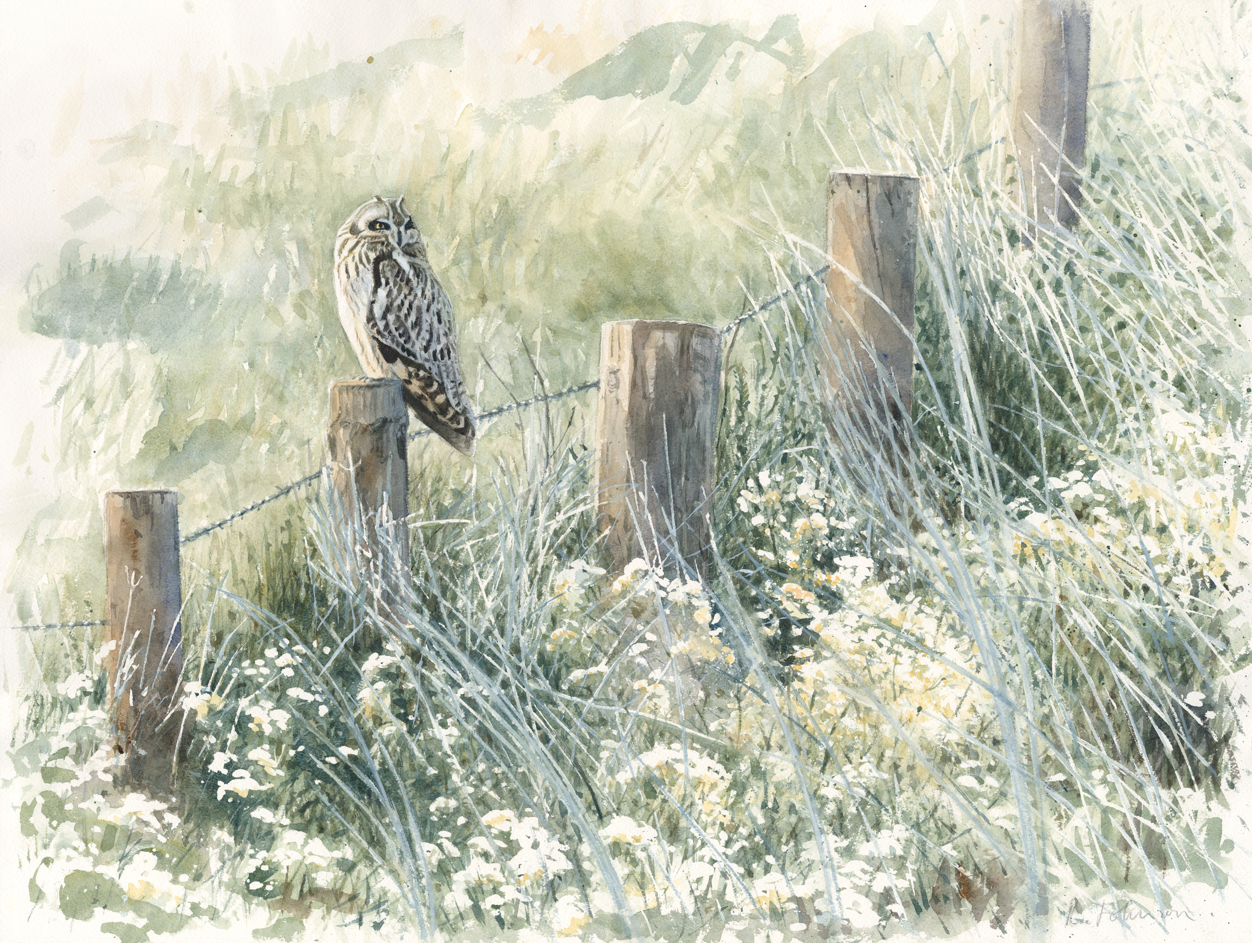   Short-eared Owl, Burwell Fen, Watercolour, 63 x 79 cm