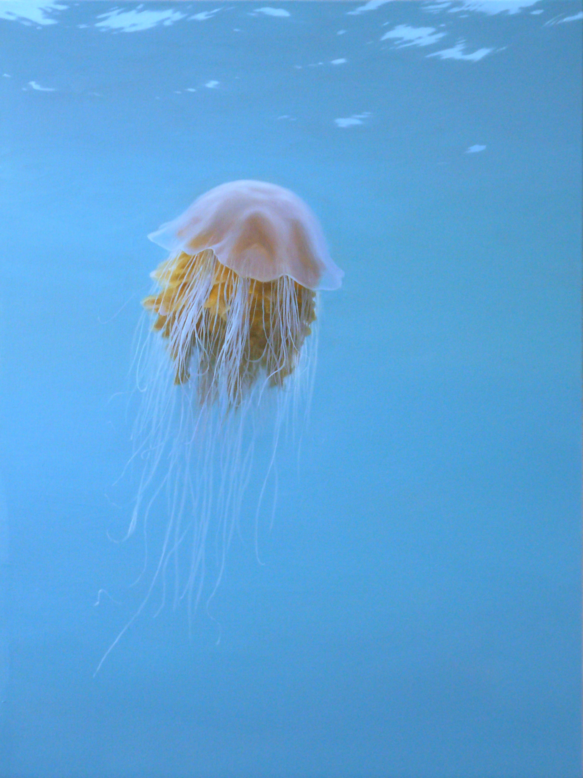 <p>Lion's mane Jellyfish, Chris Rose</p>