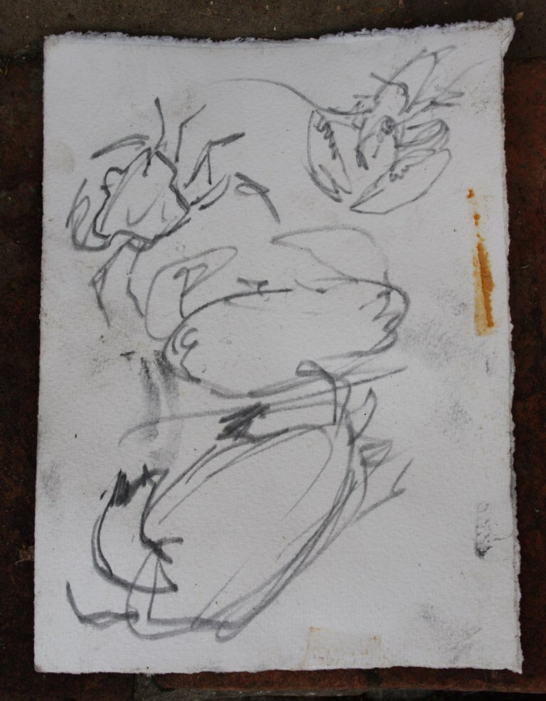 <p>Harriet Mead, lobster and crab underwater sketch</p>