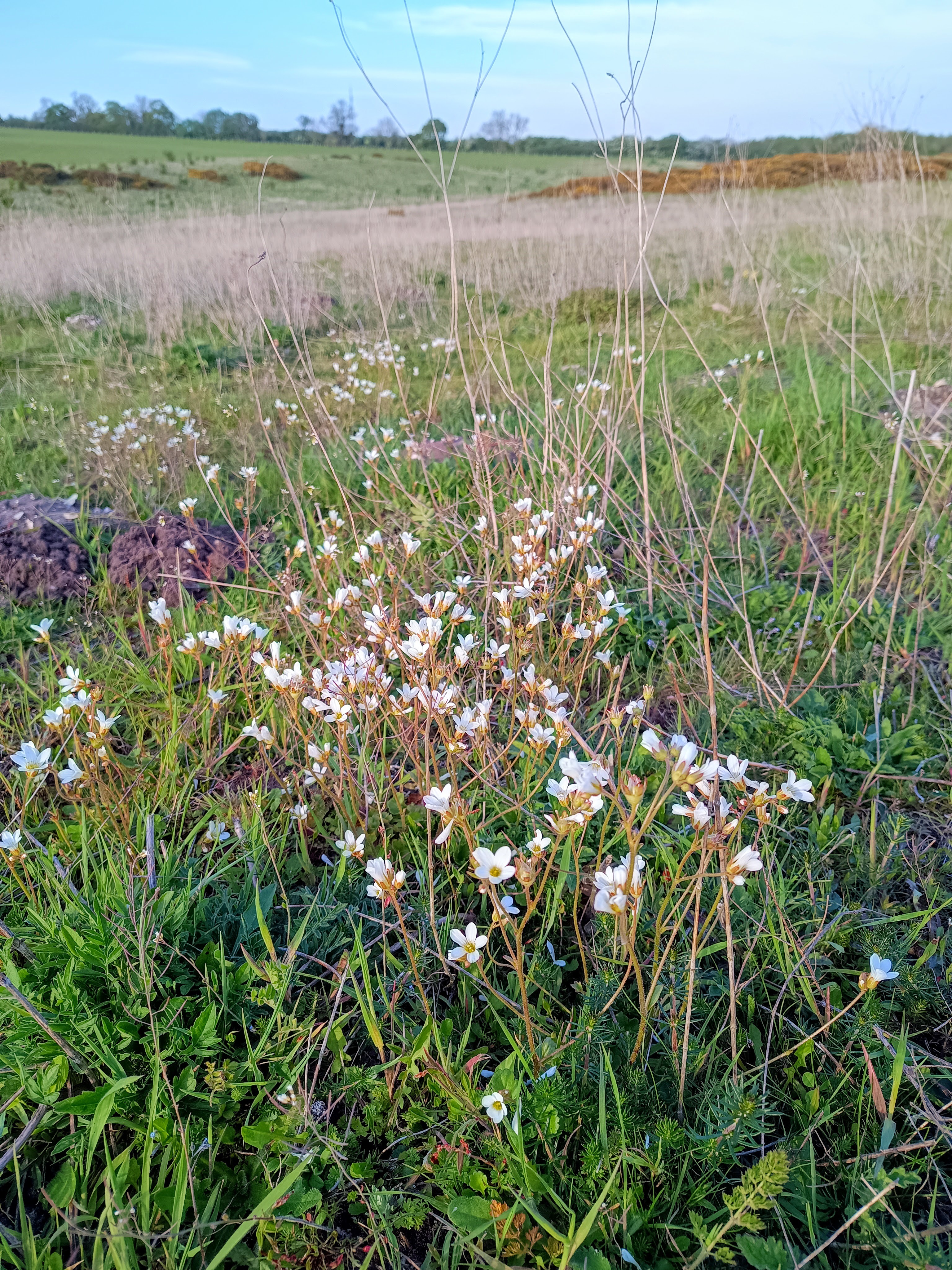 Massingham Heath in May