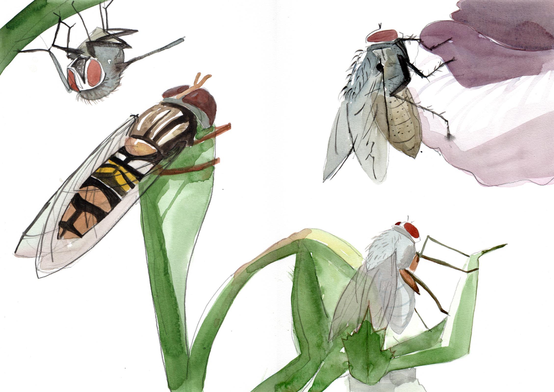 Flies and a Hoverfly by Adele Pound