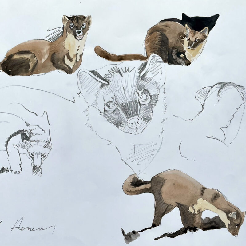   Pine Marten sketch by Paul Henery