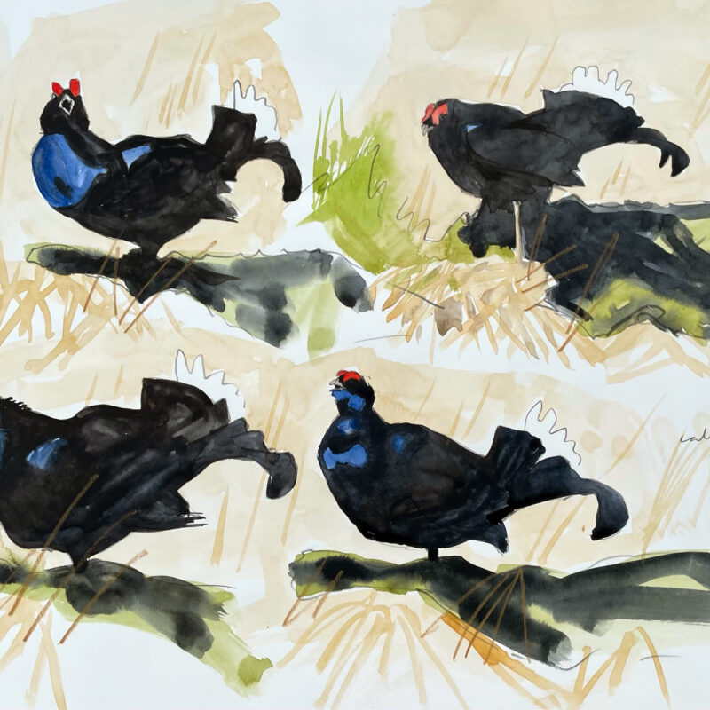   Black Grouse sketch by Paul Henery