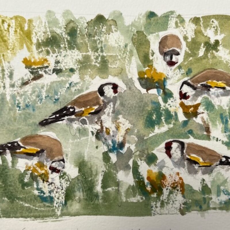   Goldfinch by Dafila Scott