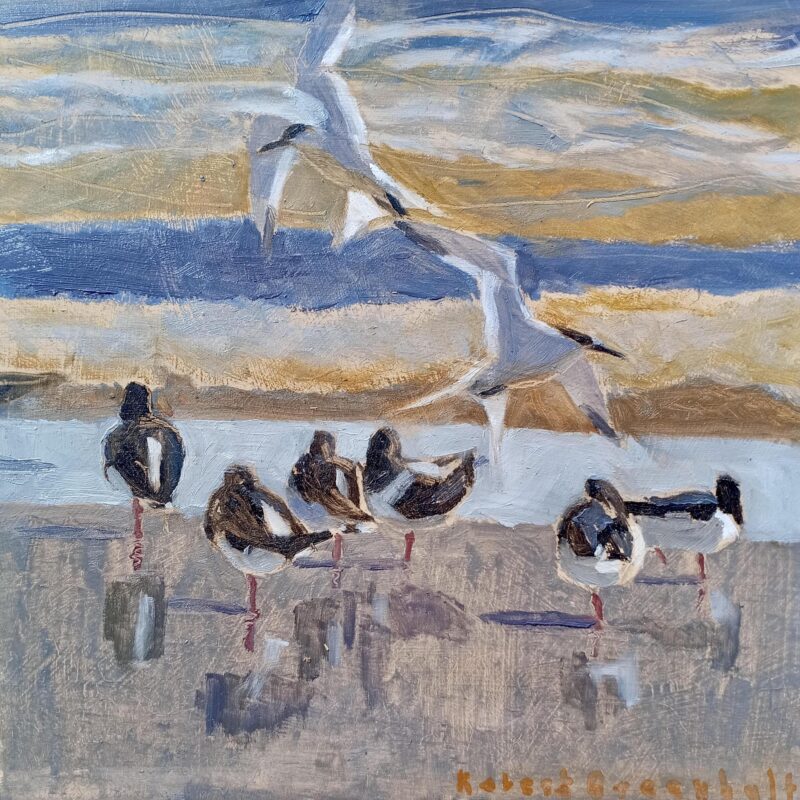   Oystercatchers and terns by Robert Greenhalf