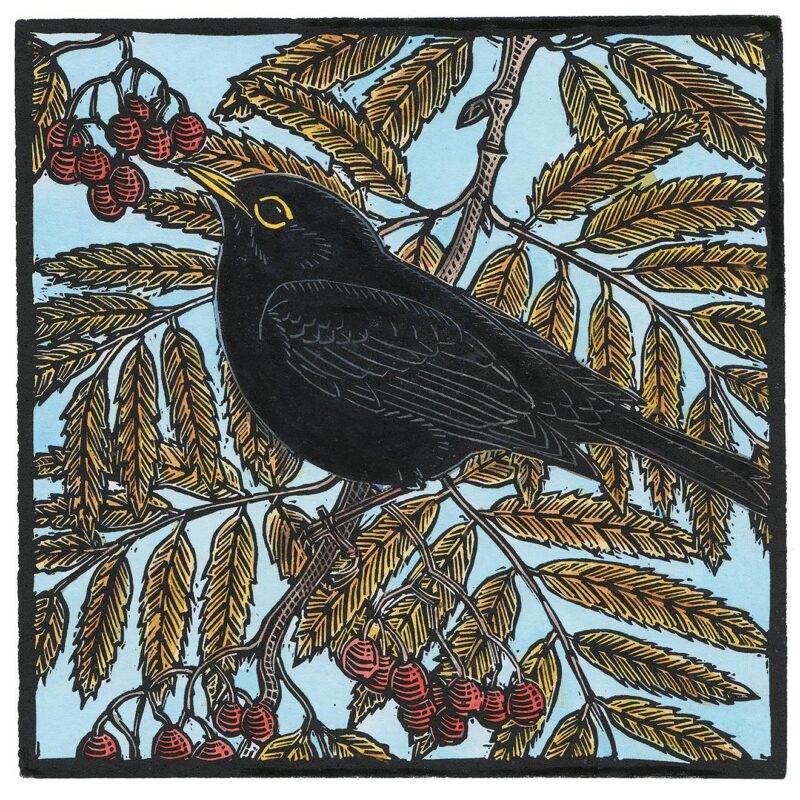   Blackbird and Rowan by Richard Jarvis