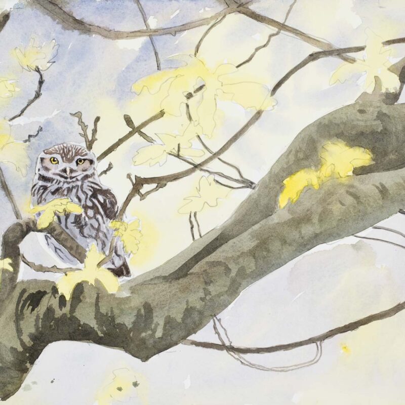   Little Owl in the Oak Paul Henery