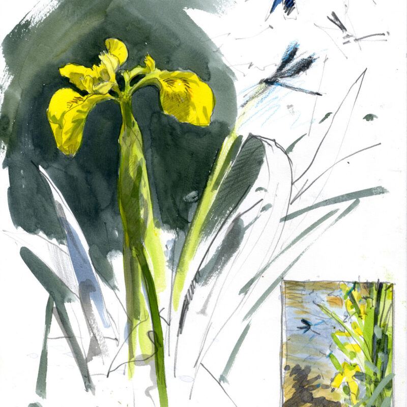   Iris and Beautiful Demoiselle by Bruce Pearson