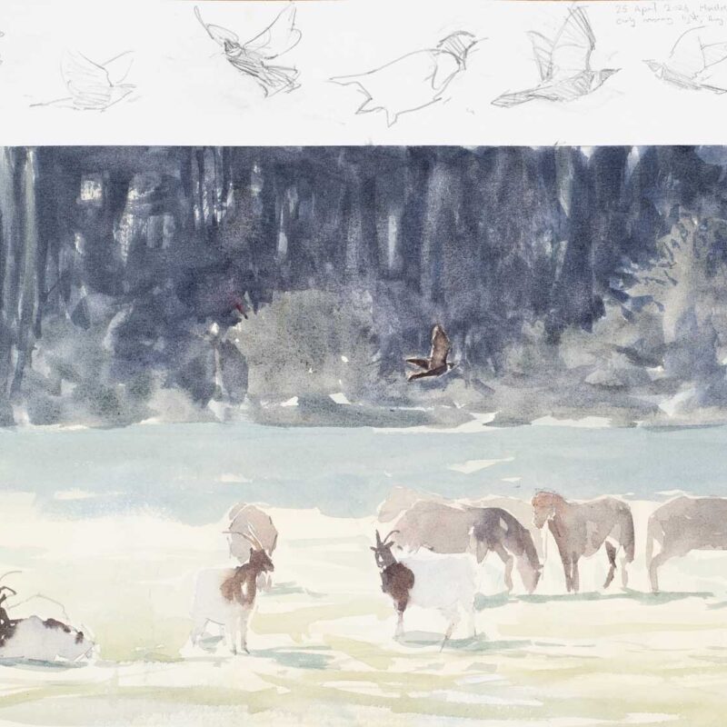   Ring Ouzel and Bagot Goats Chris Wallbank