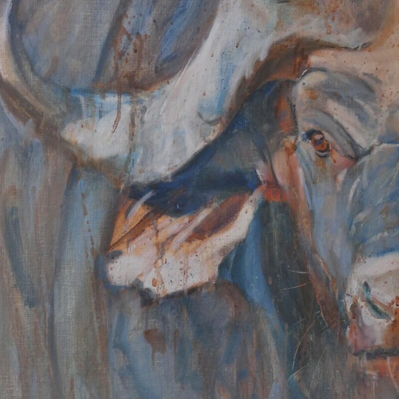   Cape Buffalo Stare by John Threlfall
