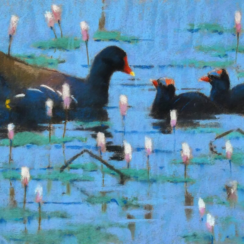   Moorhen and chicks by John Threlfall