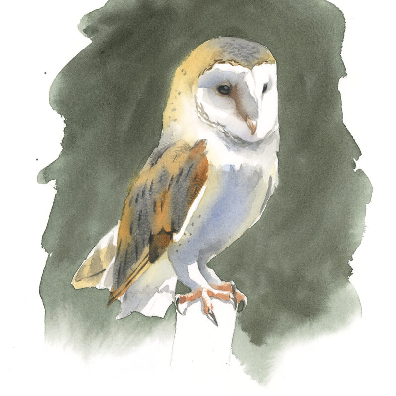   Barn Owl by Federico Gemma