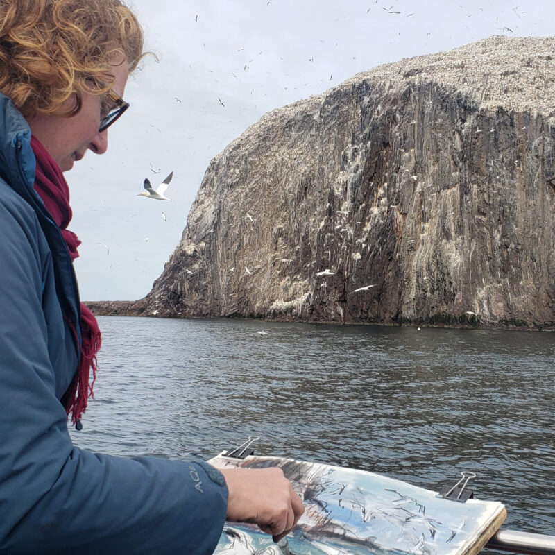   Kittie Jones drawing the gannet colony