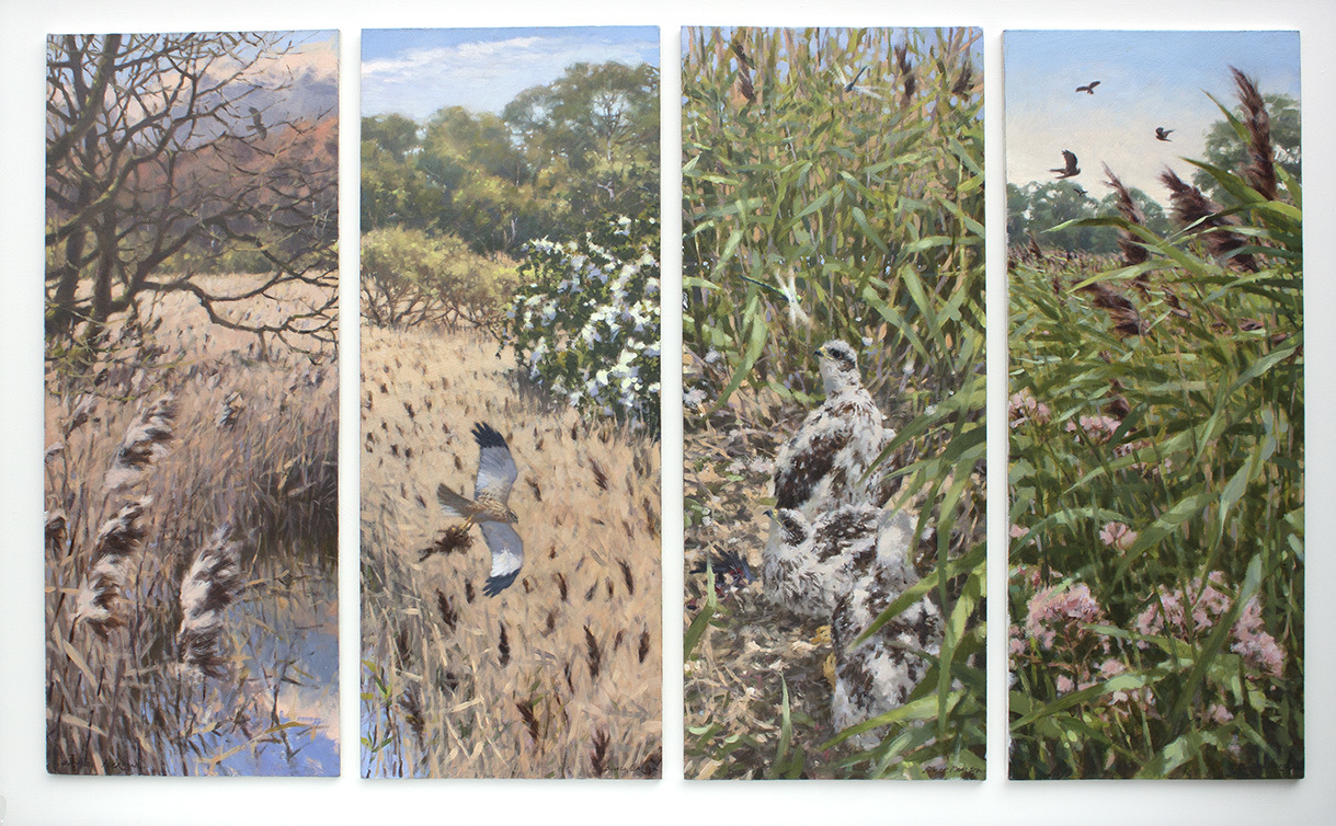   Marsh Harrier Seasons, Oil on Panel