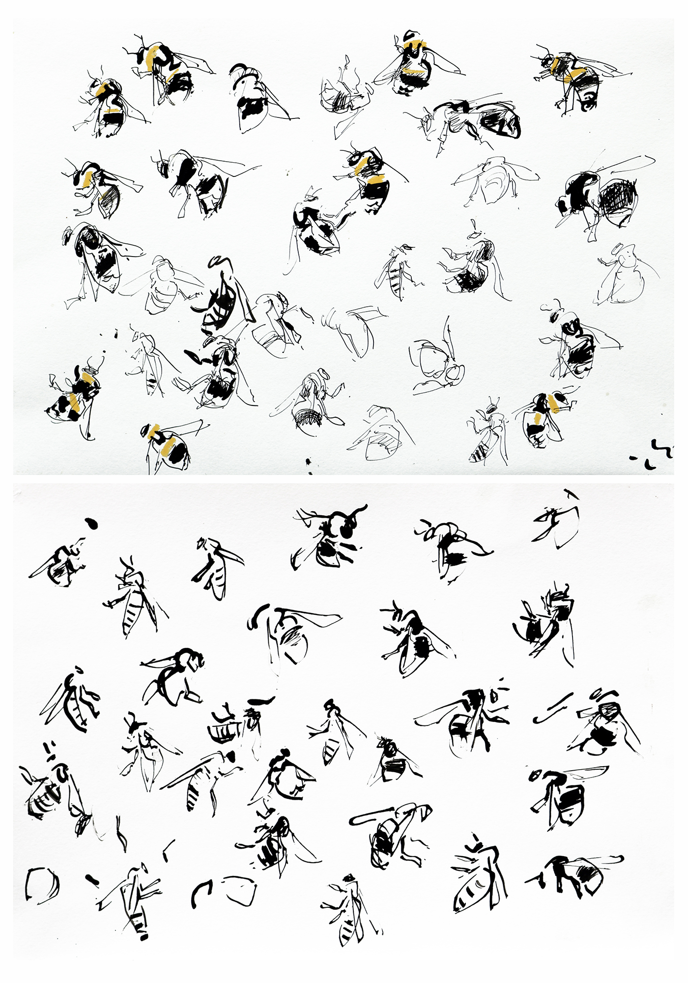 <p>Bee studies by Nik Pollard</p>
