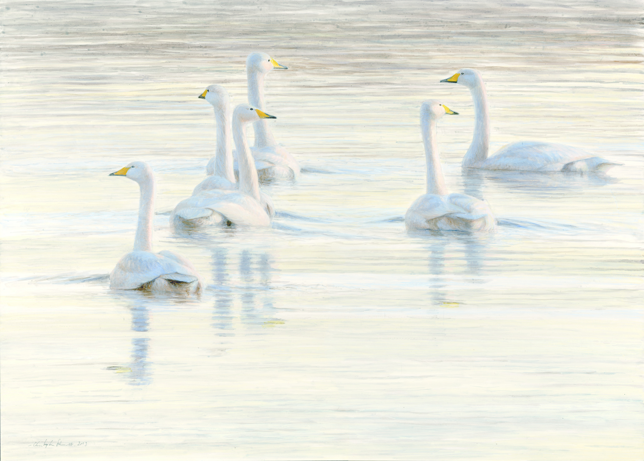   Whooper Swans, Acrylic, 50 cm x 70 cm