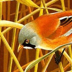 Arlott Bearded Tits