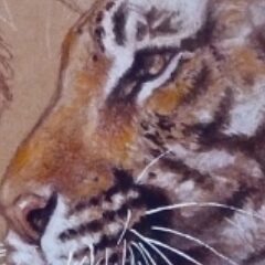 Priscilla Barrett Tiger Studies