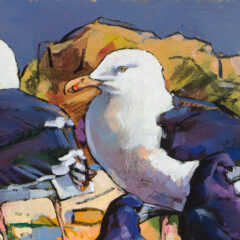Great black backed Gulls and Rooks
