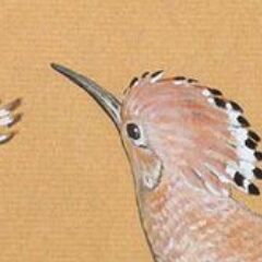 DIM wallace Hoopoe