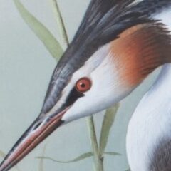 Ede Basil great crested grebe