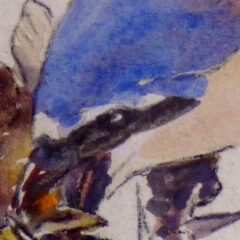 Red-backed Shrike, Watercolour, Eric Ennion