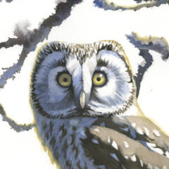 Gemma Federico tengmalms owl