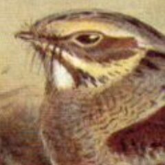 Green Roland Nightjar