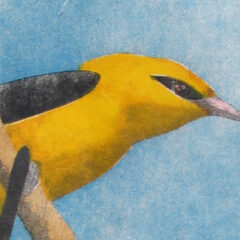 Hainard Robert oriole woodcut