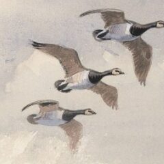 Harrison JC geese in flight j373 5
