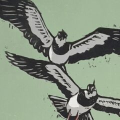 The Lapwing field﻿,