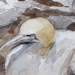 Hughes, Nye, Gannets on Bass Rock, 2017