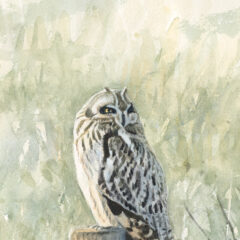 Johnson Richard Short eared Owl Burwell Fen