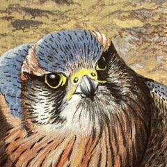 Ken Wood Merlin