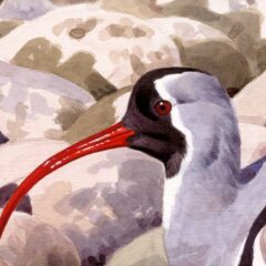 Ibisbill watercolour
