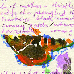 Small Tortoiseshell, Watercolour, David Measures