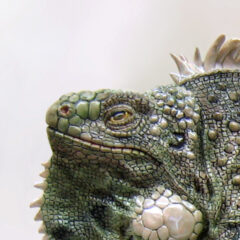 Sleepy green iguana